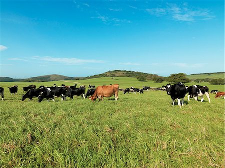 simsearch:873-07157113,k - Cows in pasture, Burnside Dairy Farm Stockbilder - Lizenzpflichtiges, Bildnummer: 873-07156779