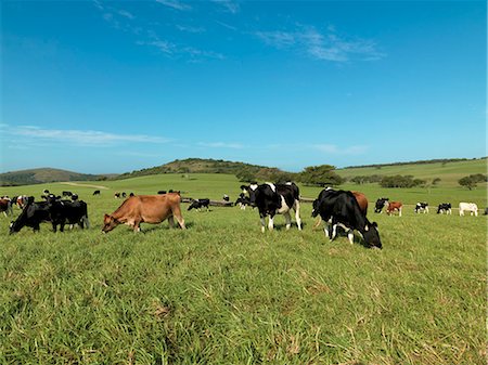 simsearch:873-07157113,k - Cows in pasture, Burnside Dairy Farm Stockbilder - Lizenzpflichtiges, Bildnummer: 873-07156780