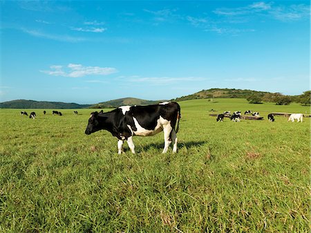 Cows in pasture, Burnside Dairy Farm Foto de stock - Direito Controlado, Número: 873-07156781