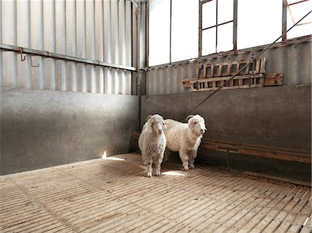 Angora sheep, Martysford farm Foto de stock - Direito Controlado, Número: 873-07156790