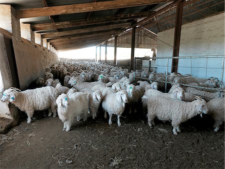 simsearch:873-07157113,k - Angora sheep, Martysford farm Stockbilder - Lizenzpflichtiges, Bildnummer: 873-07156791