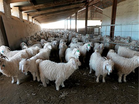 simsearch:873-07157113,k - Angora sheep, Martysford farm Stockbilder - Lizenzpflichtiges, Bildnummer: 873-07156792