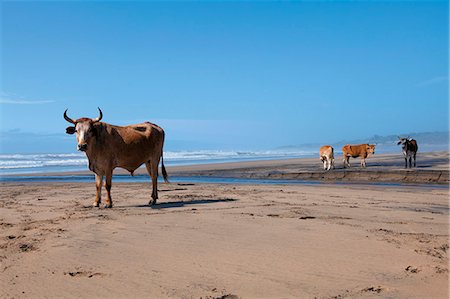 Nguni cows on the beach Photographie de stock - Rights-Managed, Code: 873-07156822