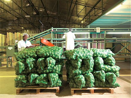 Pallets of avos ready for collection, Green Farms Stock Photo - Rights-Managed, Code: 873-07157018