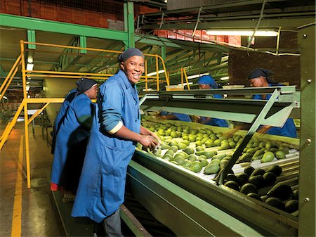 south african (people) - Sorting and packing of avocados, Burpack Foto de stock - Con derechos protegidos, Código: 873-07157012