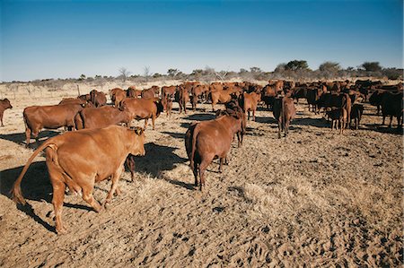 simsearch:873-07157113,k - Agriculture, Free Range Bonsmara Cattle Farm Stockbilder - Lizenzpflichtiges, Bildnummer: 873-07157116
