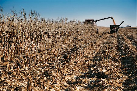 simsearch:873-07157113,k - Agriculture, Maize Harvesting Stock Photo - Rights-Managed, Code: 873-07157119