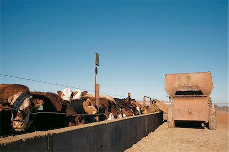 simsearch:873-07157113,k - Agriculture, Commercial Cattle Farm Stockbilder - Lizenzpflichtiges, Bildnummer: 873-07157112