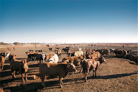 simsearch:873-07157113,k - Agriculture, Commercial Cattle Farm Stockbilder - Lizenzpflichtiges, Bildnummer: 873-07157113