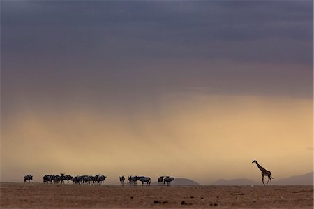 A lone giraffe and wildebeest in the distance, Kenya Stock Photo - Rights-Managed, Code: 873-09108074